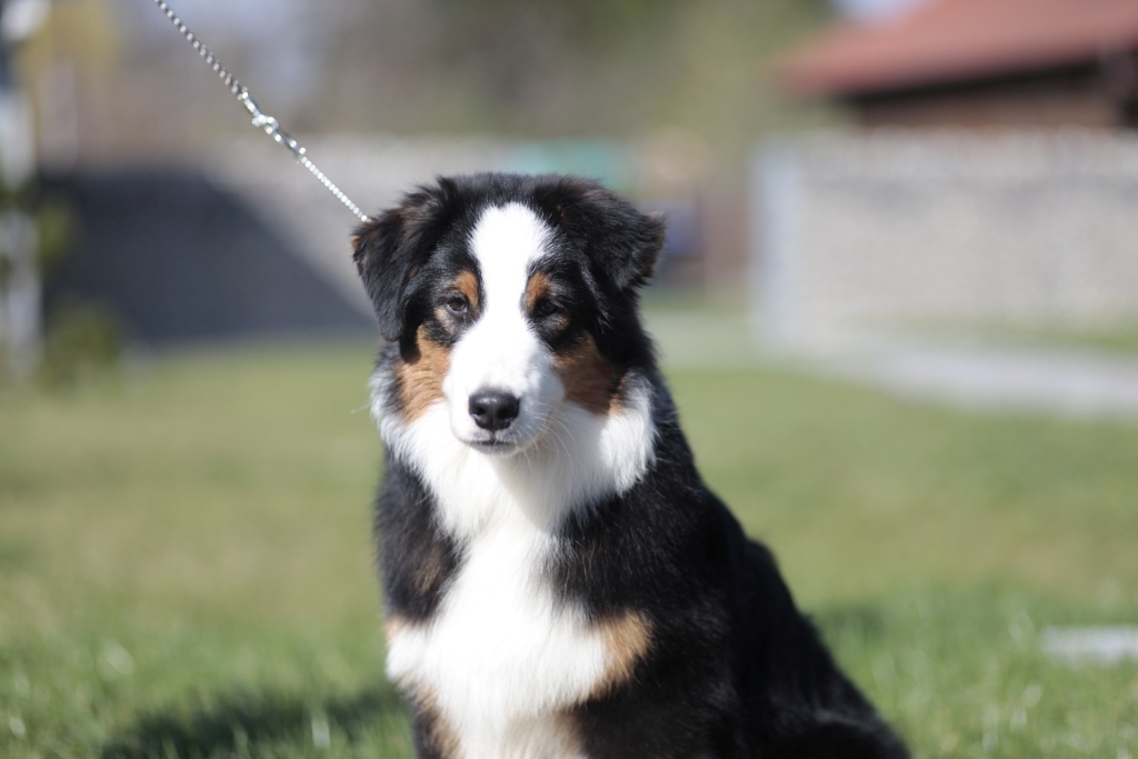 Miniatur Australian Shepherd: Training Grooming Zucht und vieles mehr (German Edition)