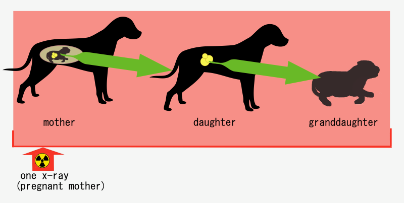 roentgenbild-traechtigkeit-hund schädlich