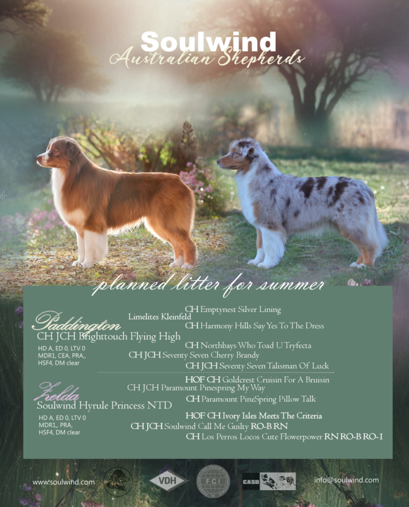 australian shepherd züchter