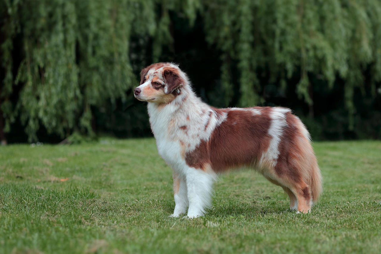  australian shepherd cinna-soulwind-just-keep-my-secret5