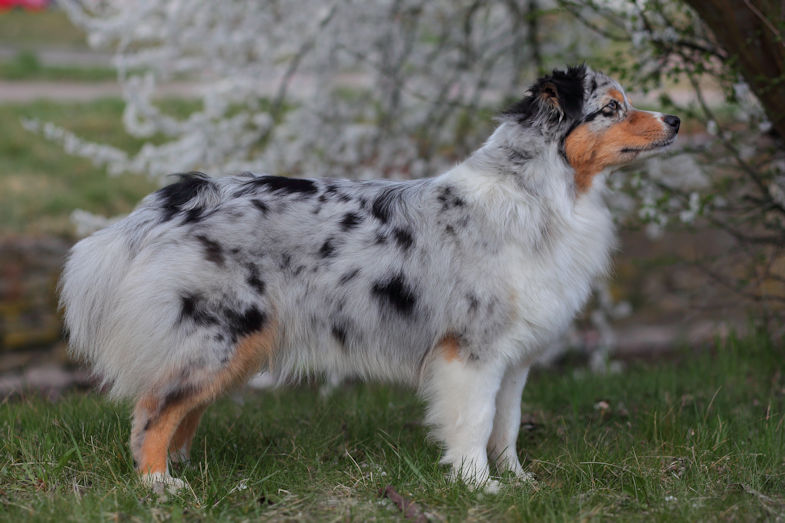 Australian Shepherd Blue Merle Australian Shepherd in Blue Merle C/W