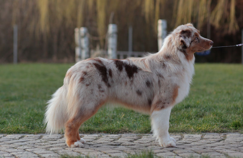 Australian Shepherd Red Merle Australian Shepherd in Red Merle C/W