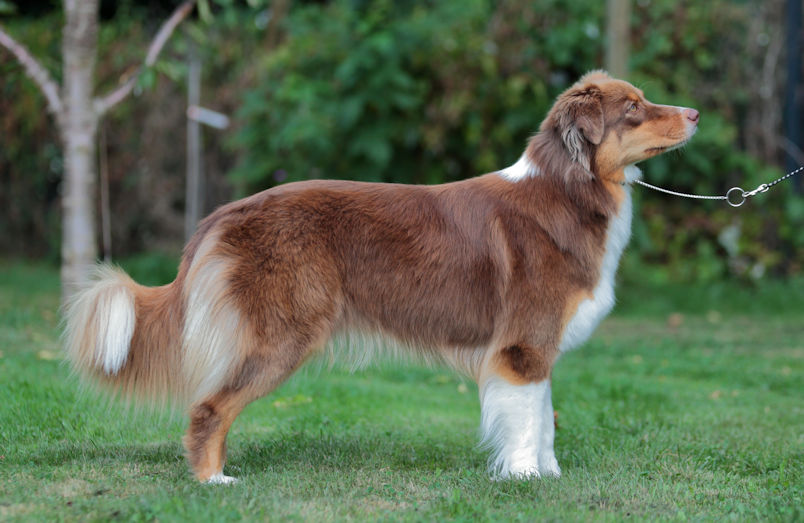Australian Shepherd Red Tri Australian Shepherd in Red C/W