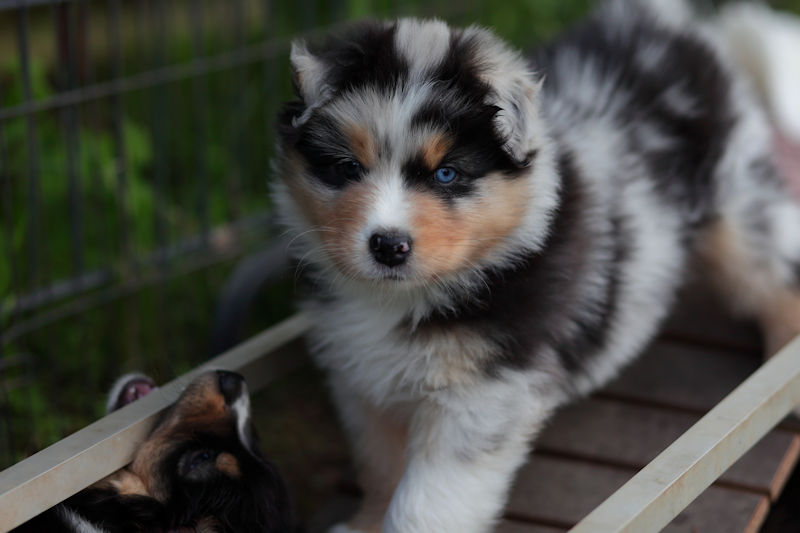 Aussie Welpe vor der Abgabe