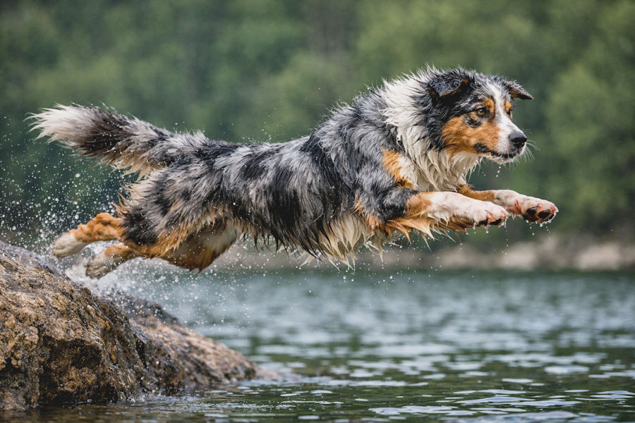 Australian Shepherd können schwimmen