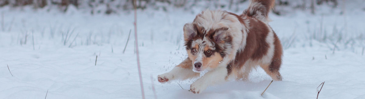 Merle Aussies sind Gesund!