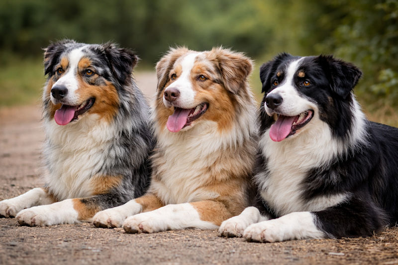 Merle Aussies sind keine Qualzucht