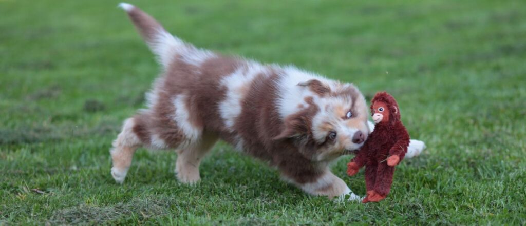 Welpenstunden beim Aussie Welpen sinnvoll oder nicht