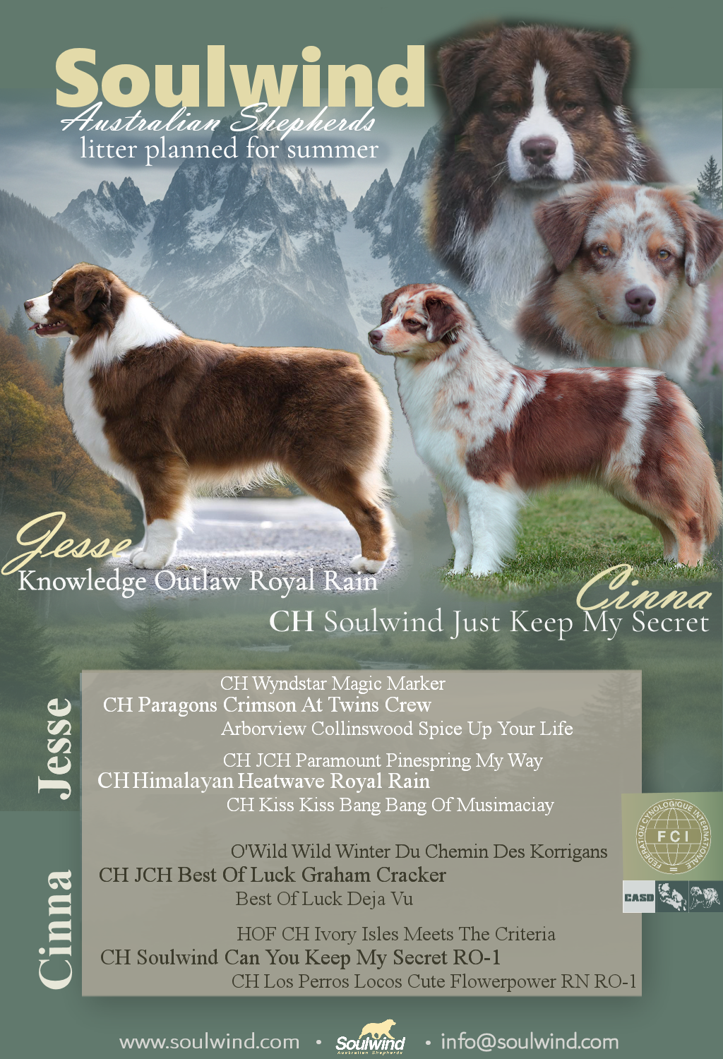 Australian Shepherd Welpen