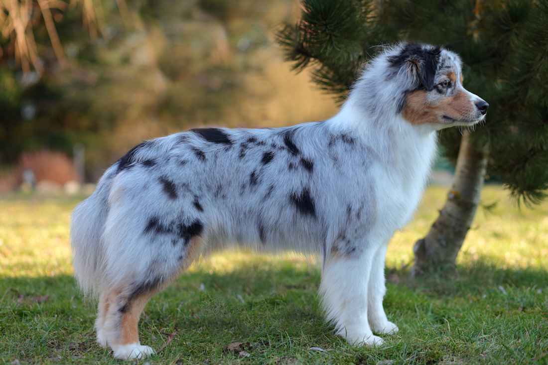 Australian Shepherd Red Merle Hündin