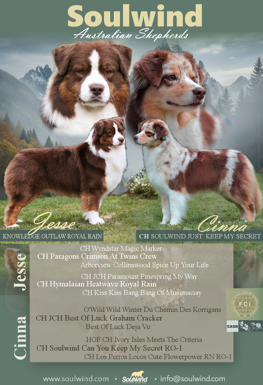 Australian Shepherd Welpen