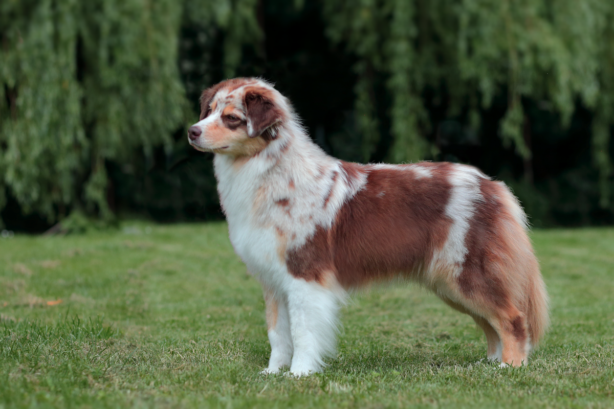  australian shepherd cinna-soulwind-just-keep-my-secret5